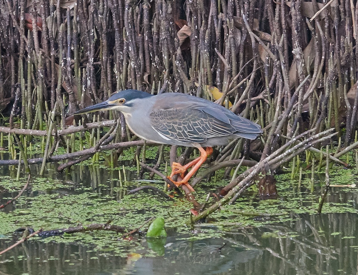 Little Heron - ML421428091