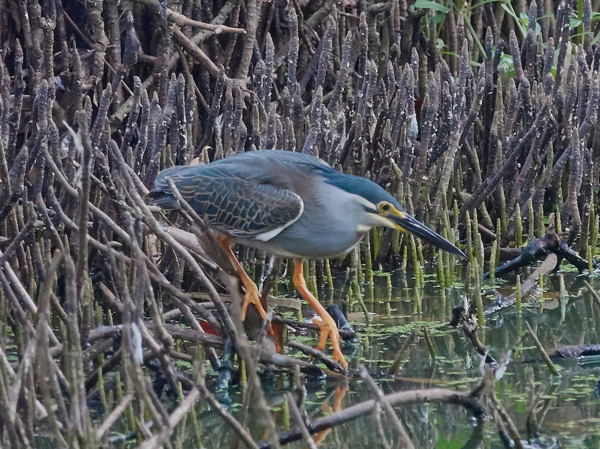 Little Heron - ML421428101