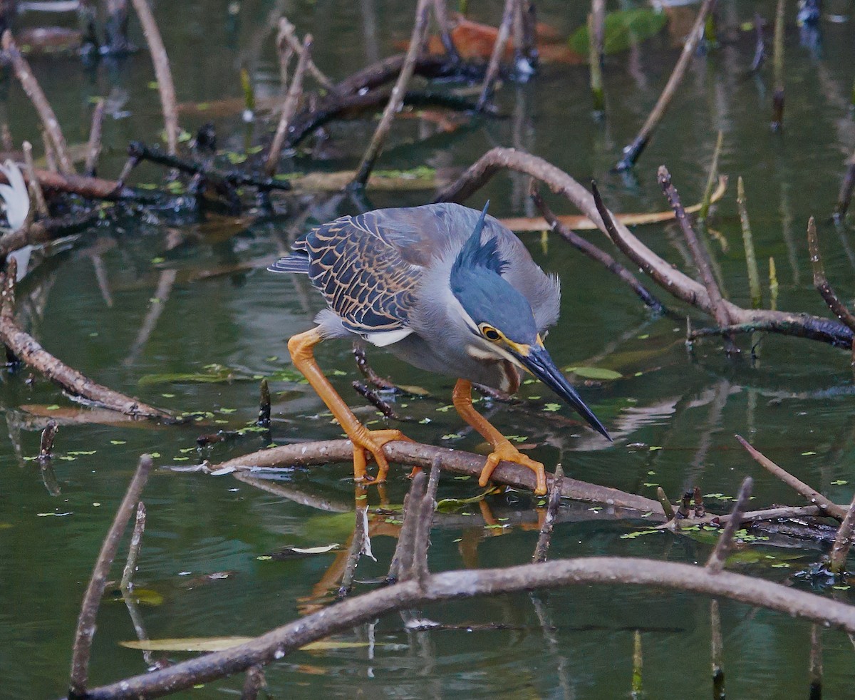 Little Heron - ML421428151