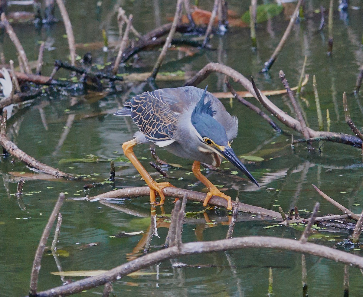 Little Heron - ML421428161