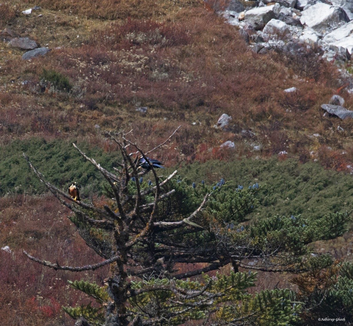 Peregrine Falcon (Shaheen) - ML421428531