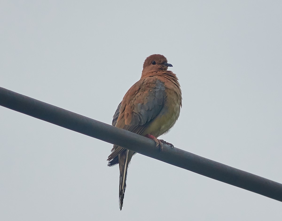 Өөдсөн хүүрзгэнэ - ML421428901