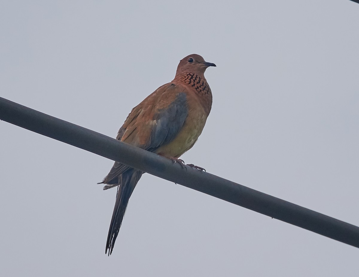 Өөдсөн хүүрзгэнэ - ML421428921