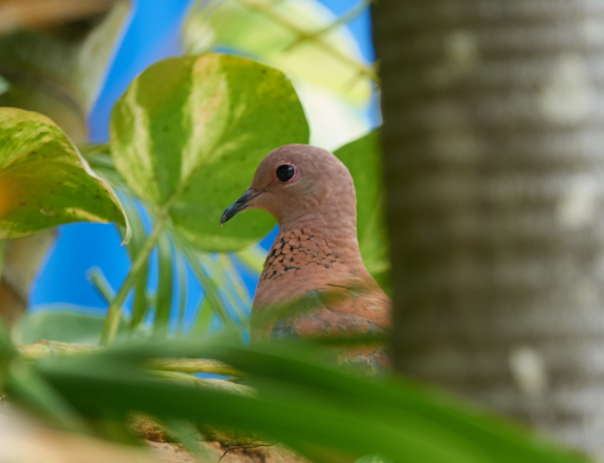 Өөдсөн хүүрзгэнэ - ML421428971