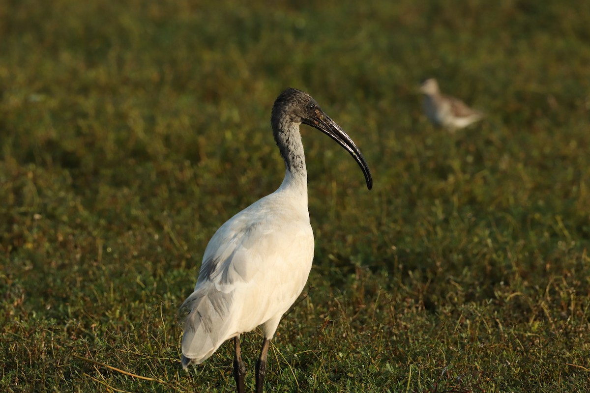 ibis černohlavý - ML421430921