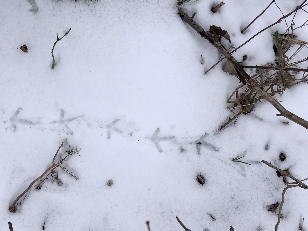 Ruffed Grouse - Geoffrey Garver