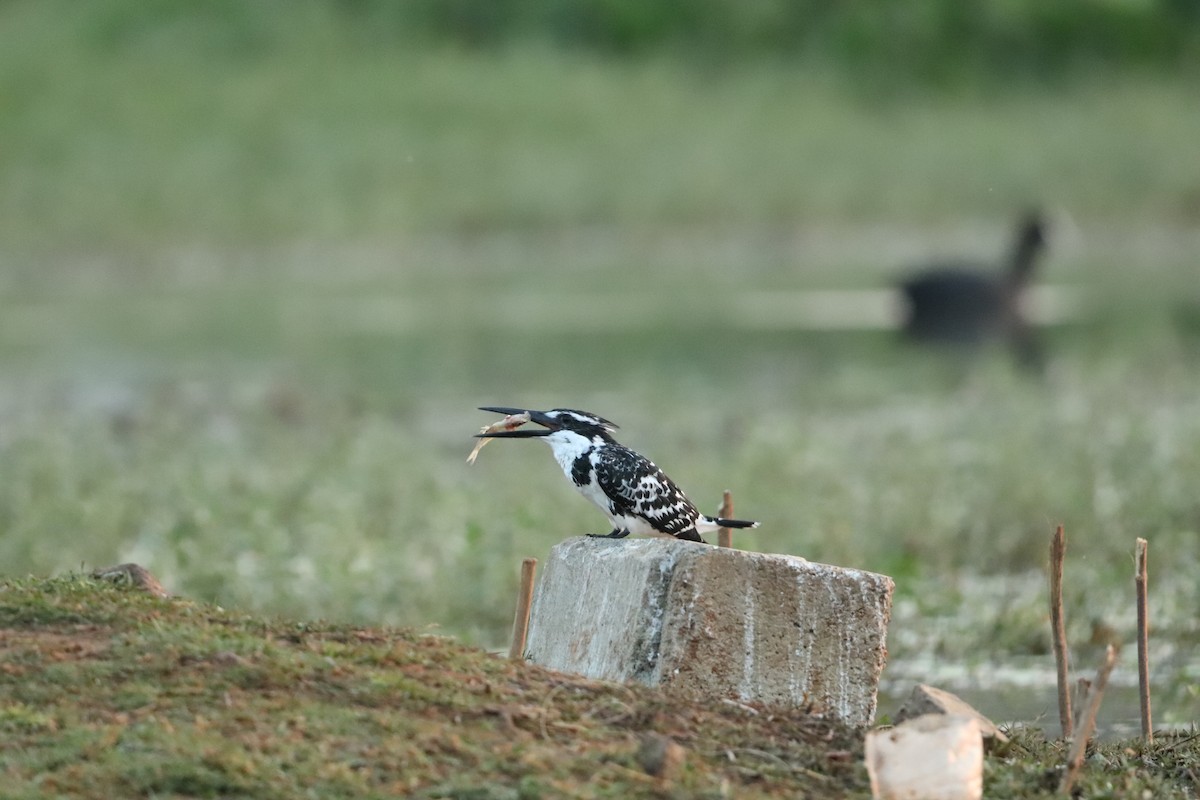 Pied Kingfisher - ML421433671