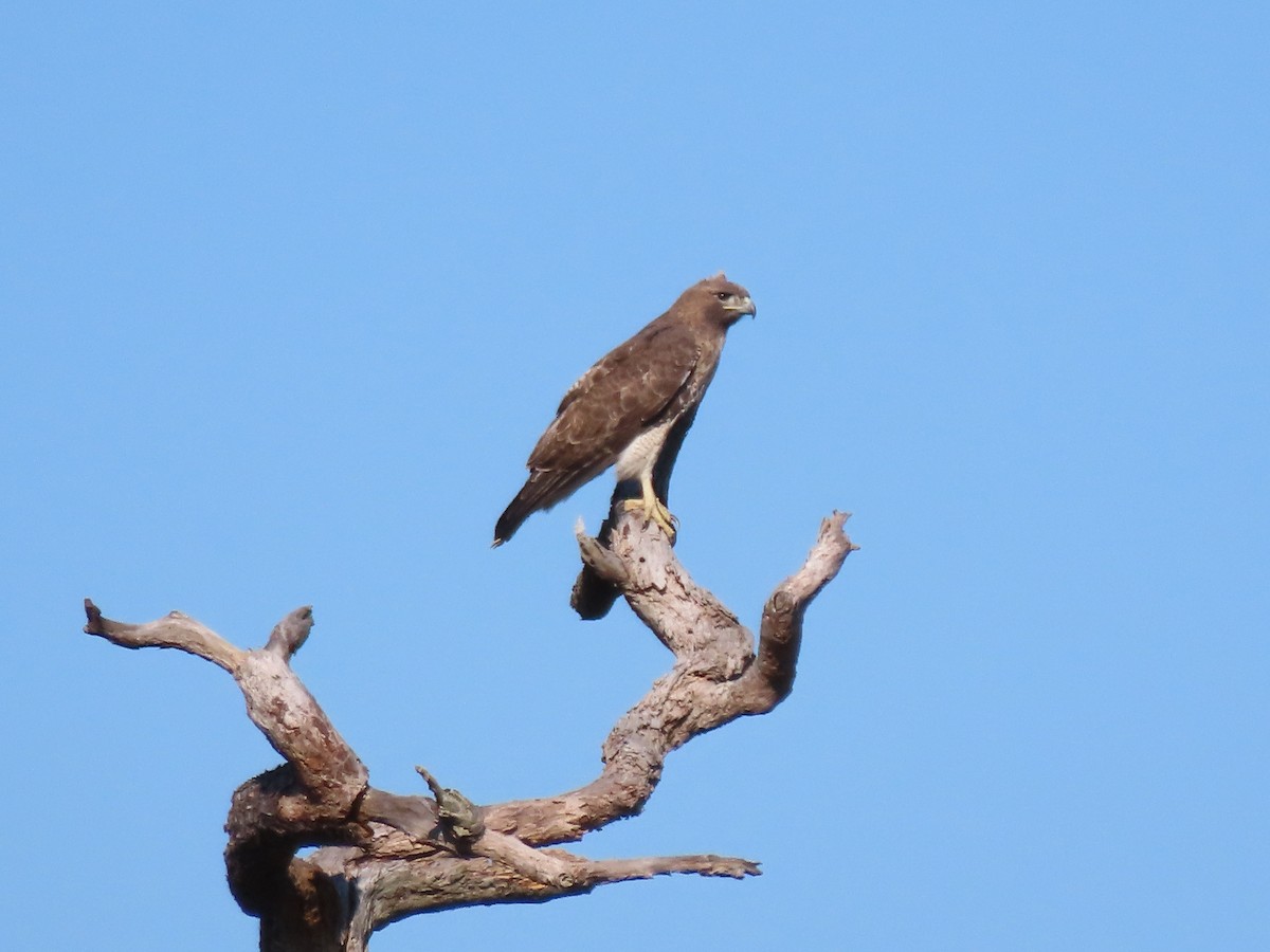 Red-tailed Hawk - ML421437651