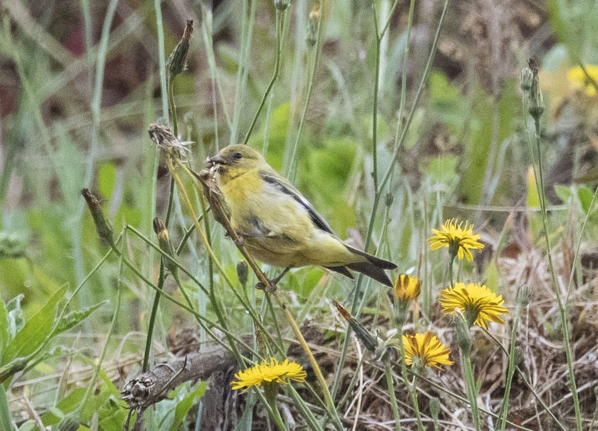 Lesser Goldfinch - ML421438501