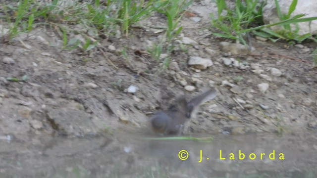 Western Subalpine Warbler - ML421439091