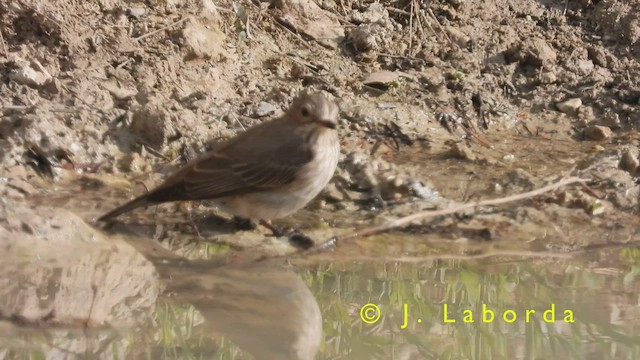 Spotted Flycatcher - ML421439341