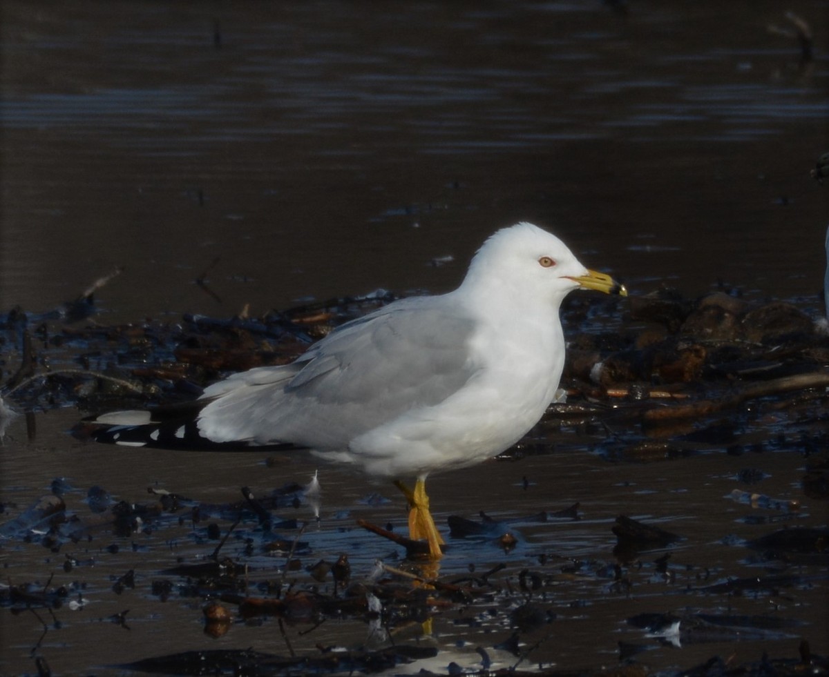 Ring-billed Gull - ML421439991