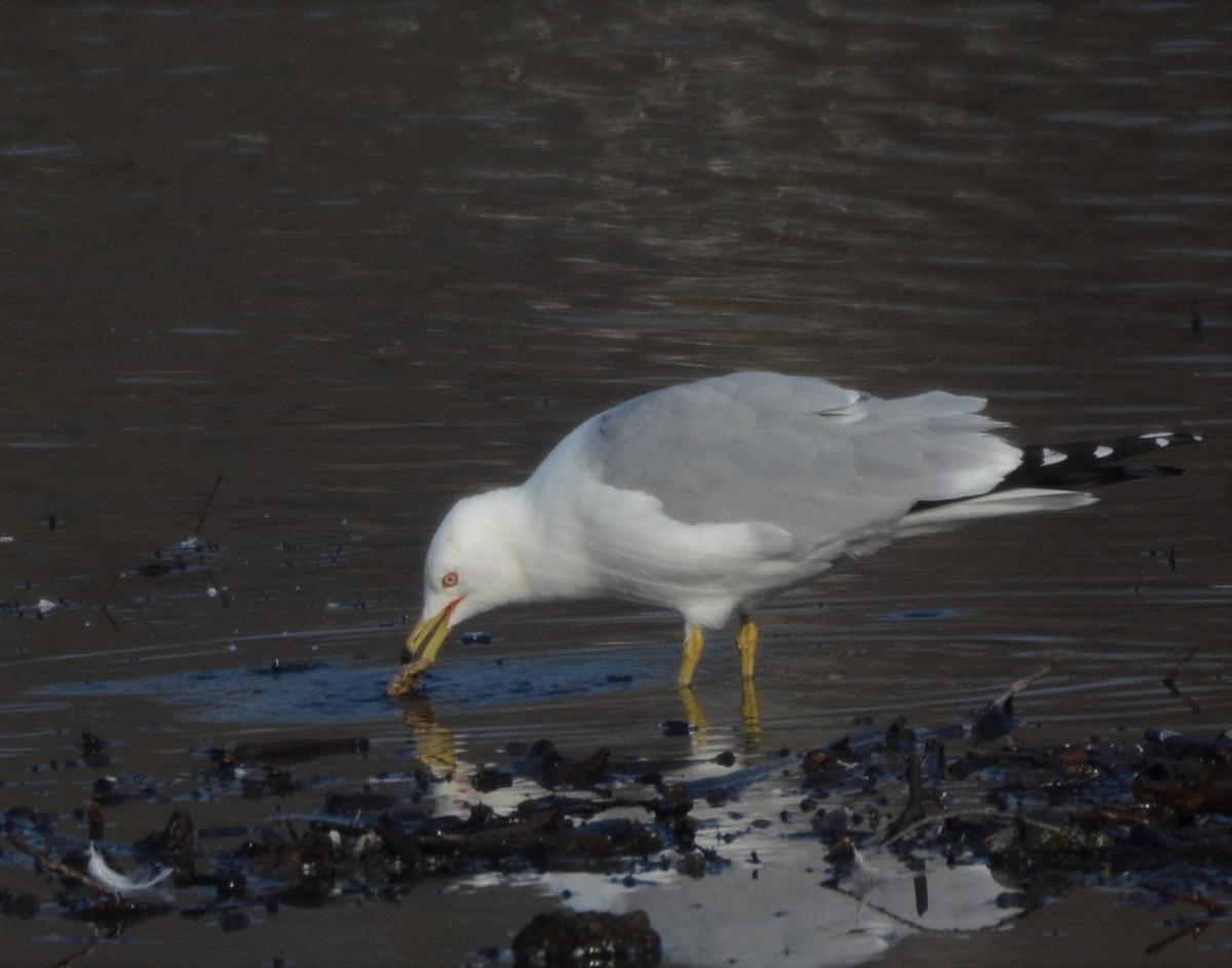 Ring-billed Gull - ML421440001