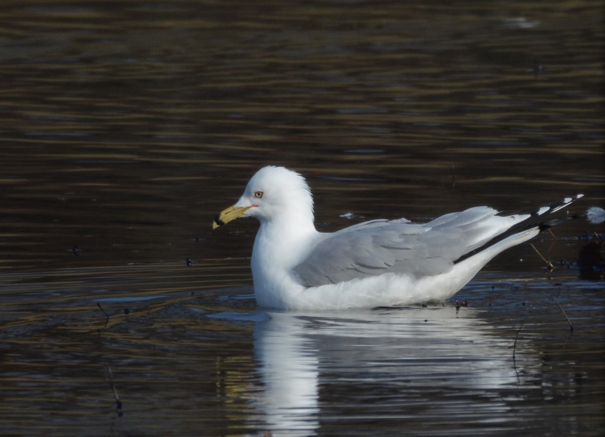 Ring-billed Gull - ML421440011