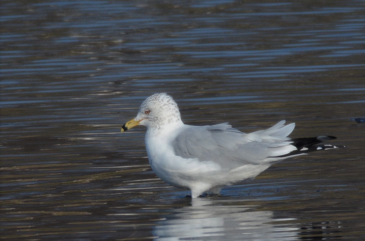 Ring-billed Gull - ML421440021