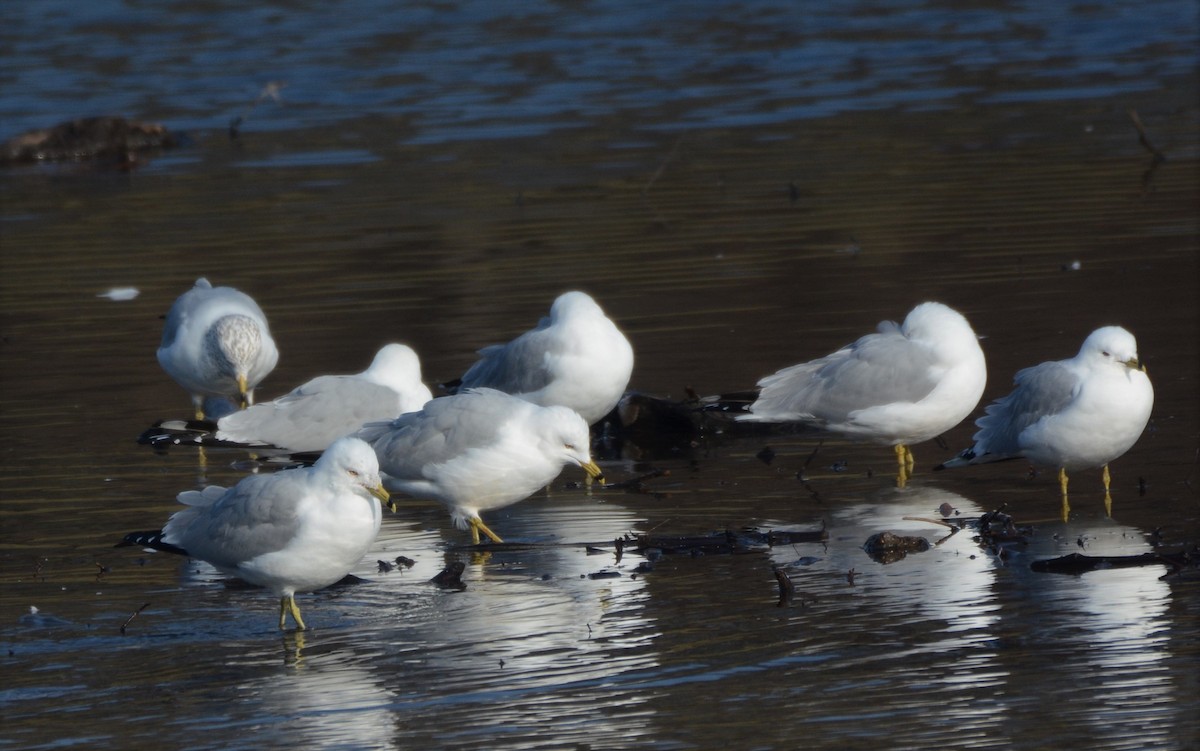 Ring-billed Gull - ML421440041