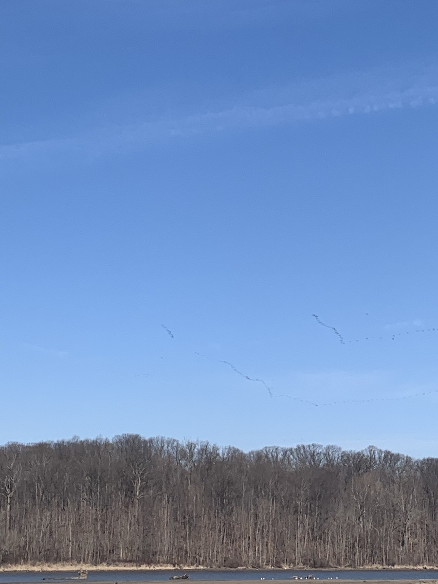 Sandhill Crane - ML421442111