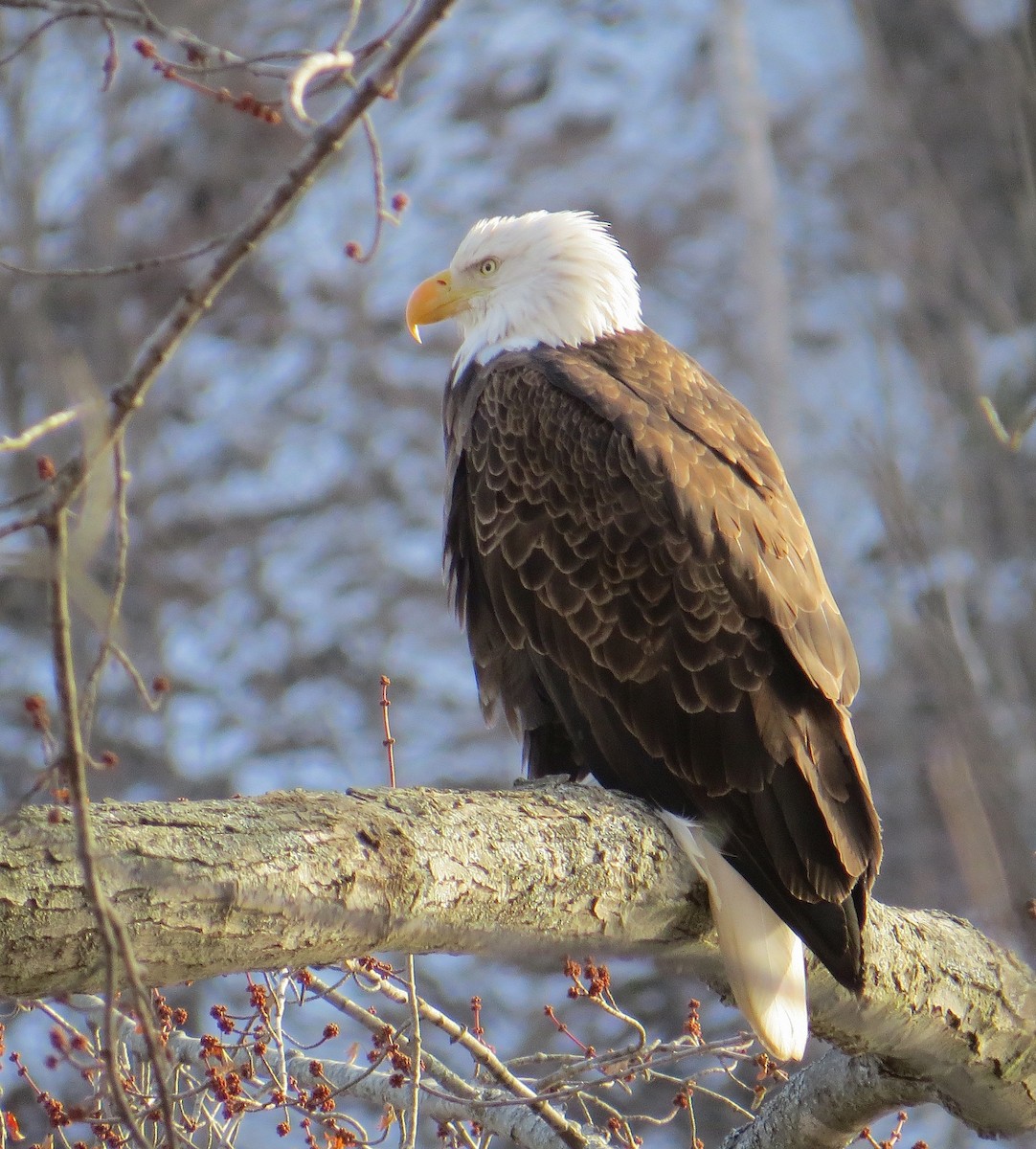 Bald Eagle - ML42144401