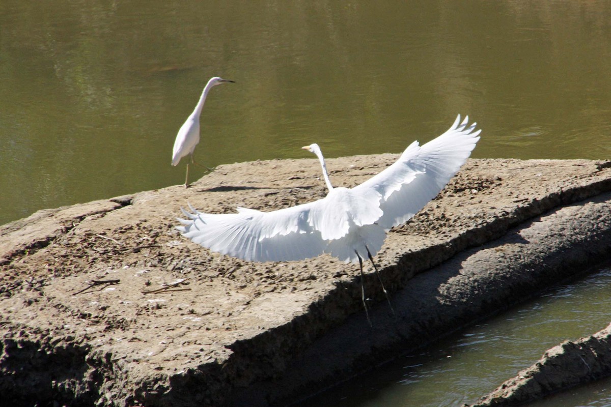 Great Egret - ML42144531