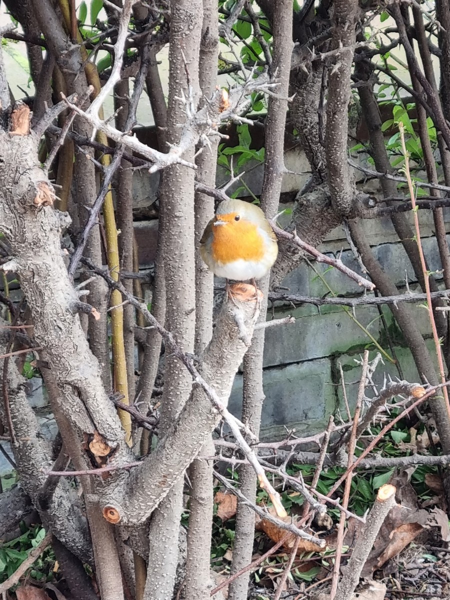 European Robin - ML421445501