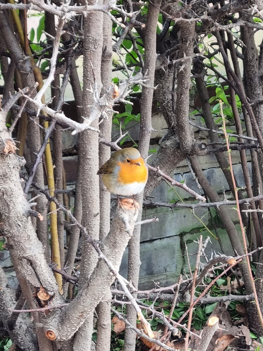 European Robin - ML421445661