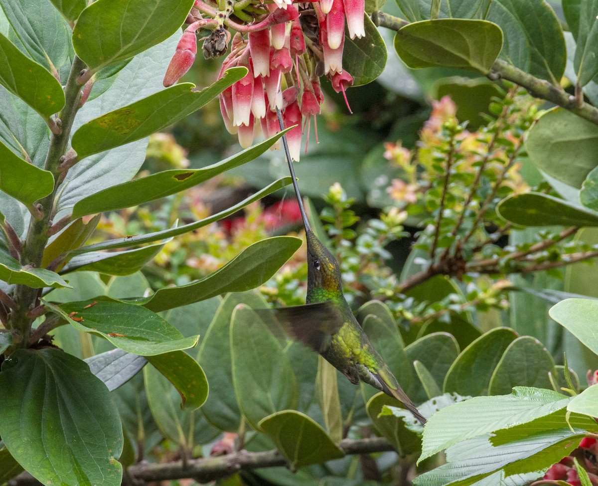 Sword-billed Hummingbird - ML421445821