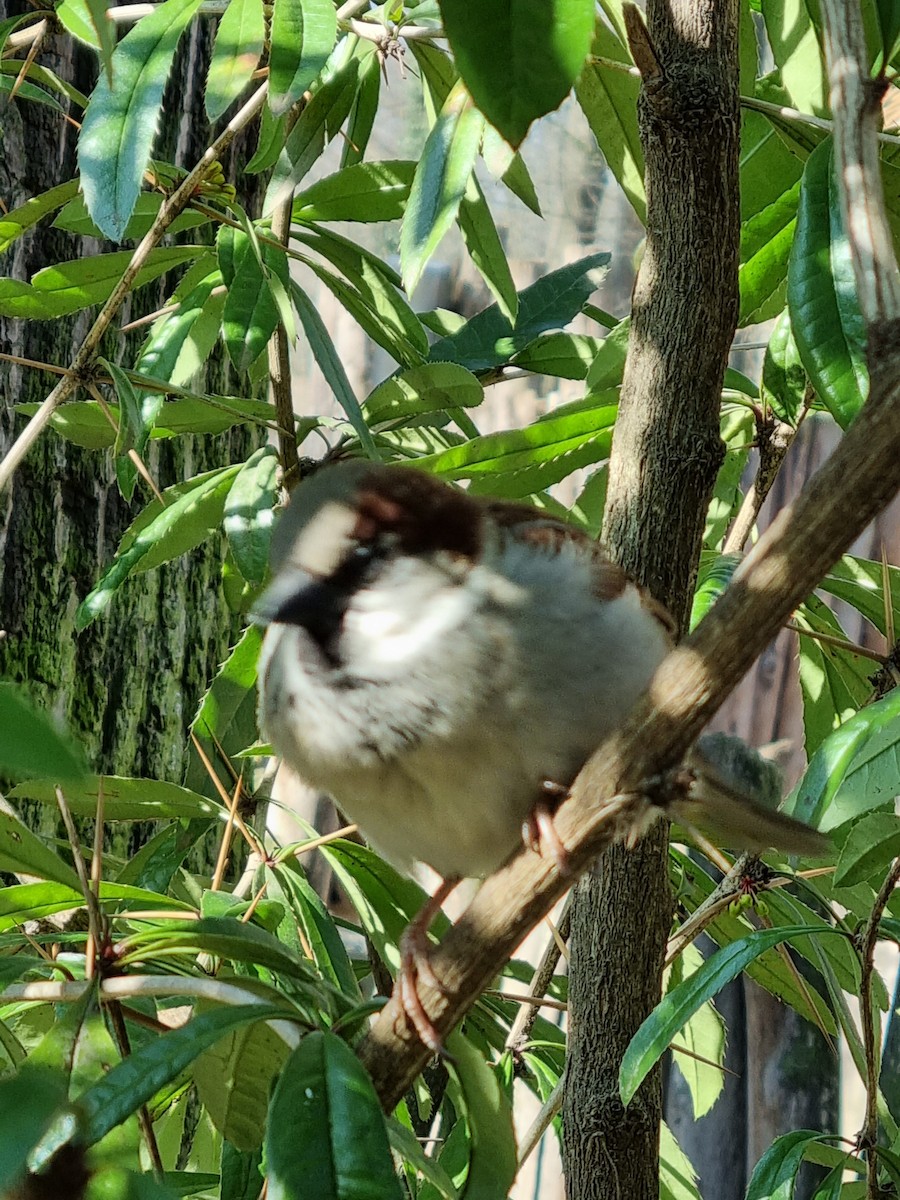 House Sparrow - ML421446151