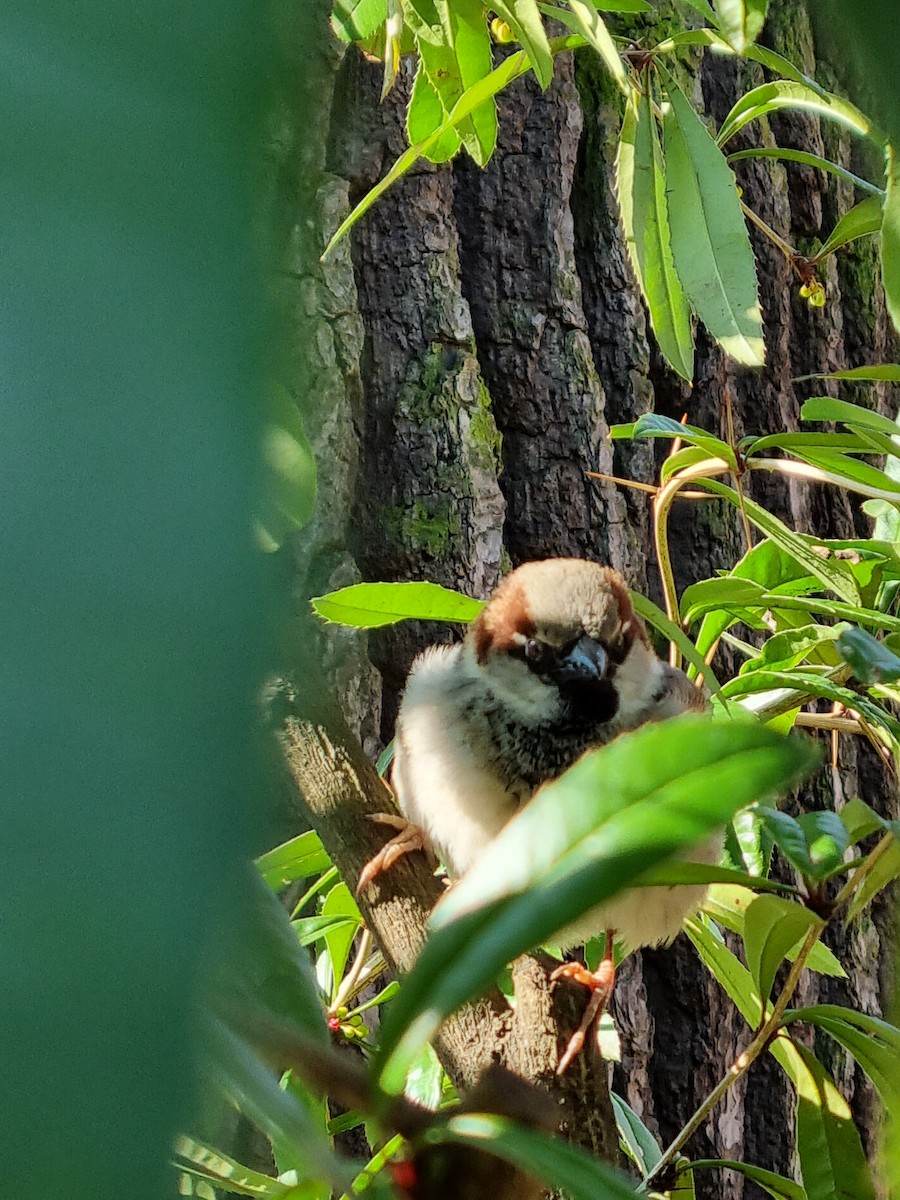 House Sparrow - ML421446281