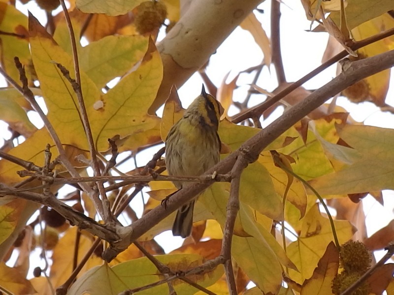 Townsend's Warbler - ML42144691