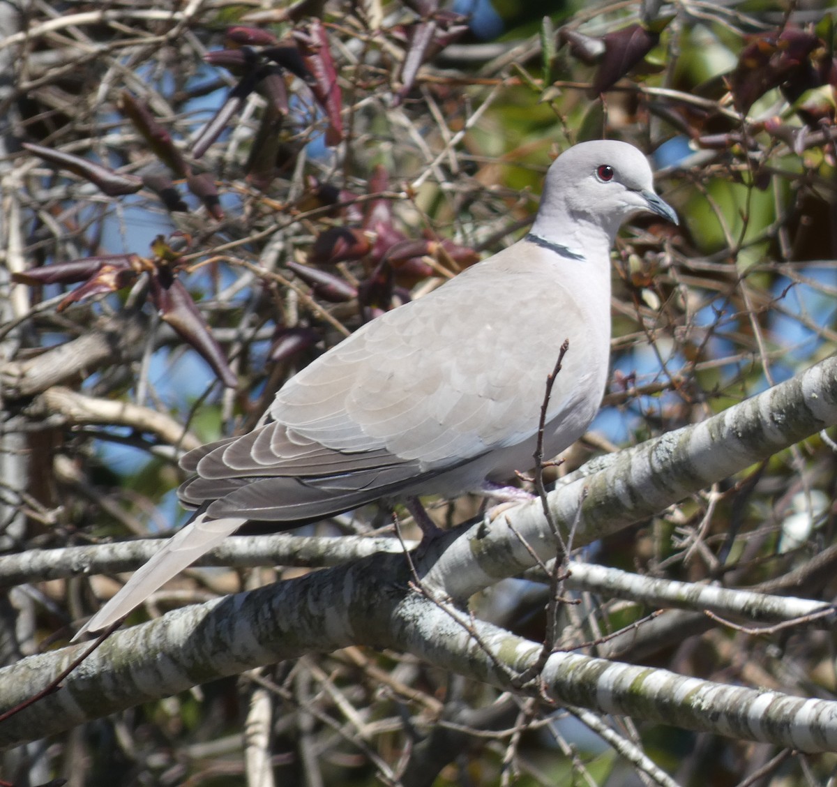 Eurasian Collared-Dove - ML421448041