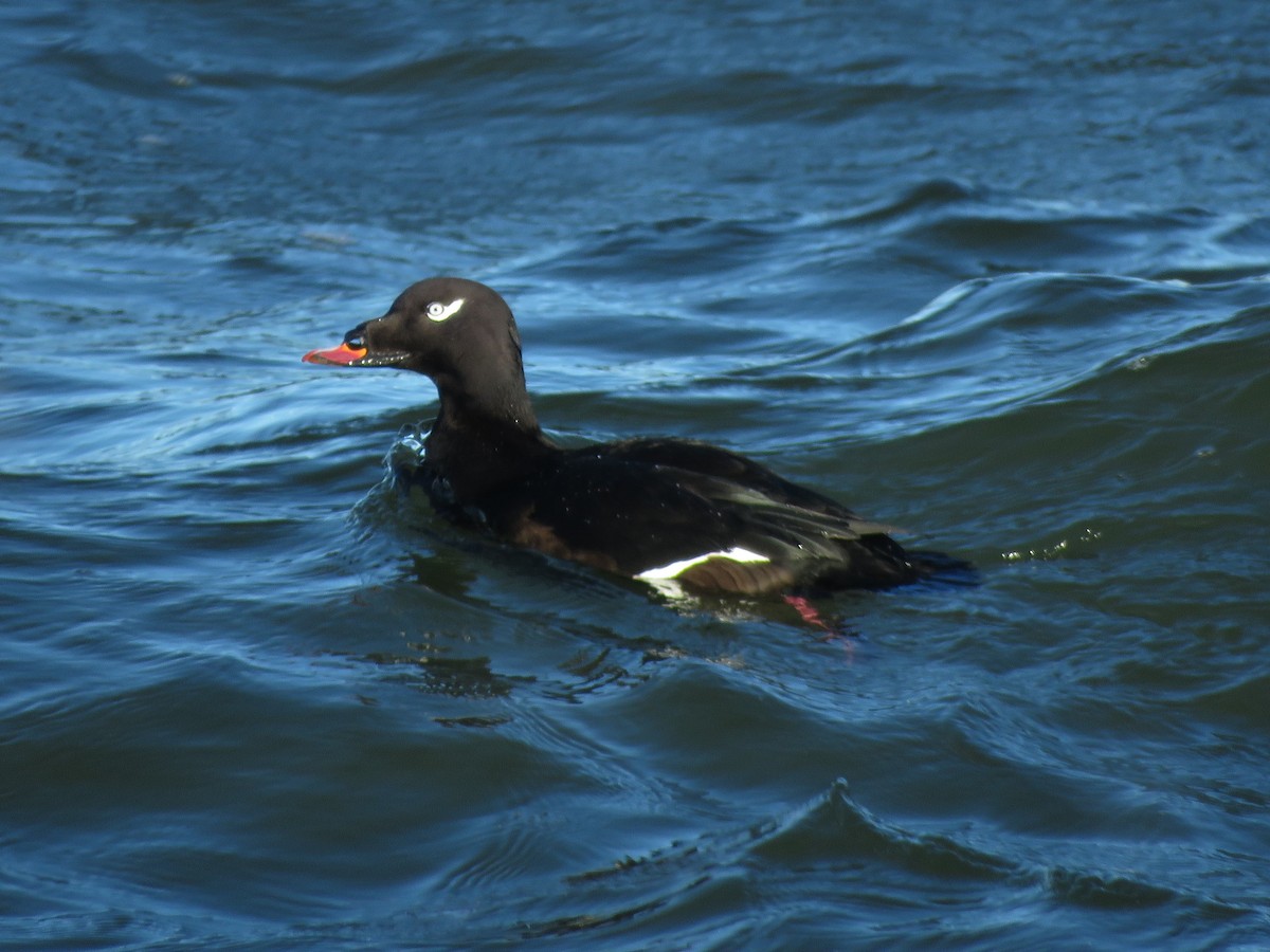 White-winged Scoter - ML421448261