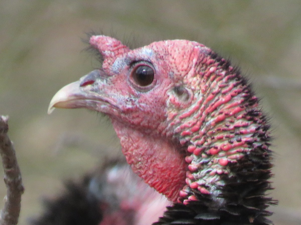 Wild Turkey - ML421449481