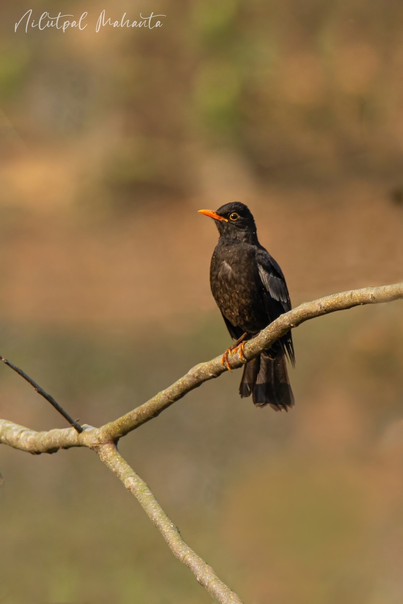 Gray-winged Blackbird - NILUTPAL MAHANTA
