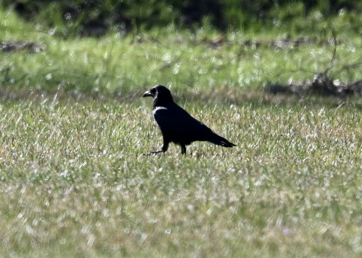 American Crow - ML421452291