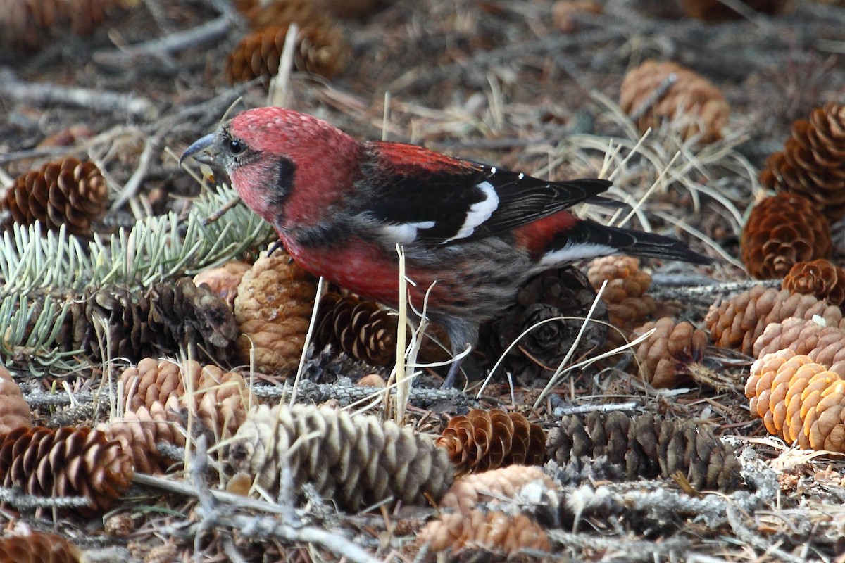 White-winged Crossbill - gord smith