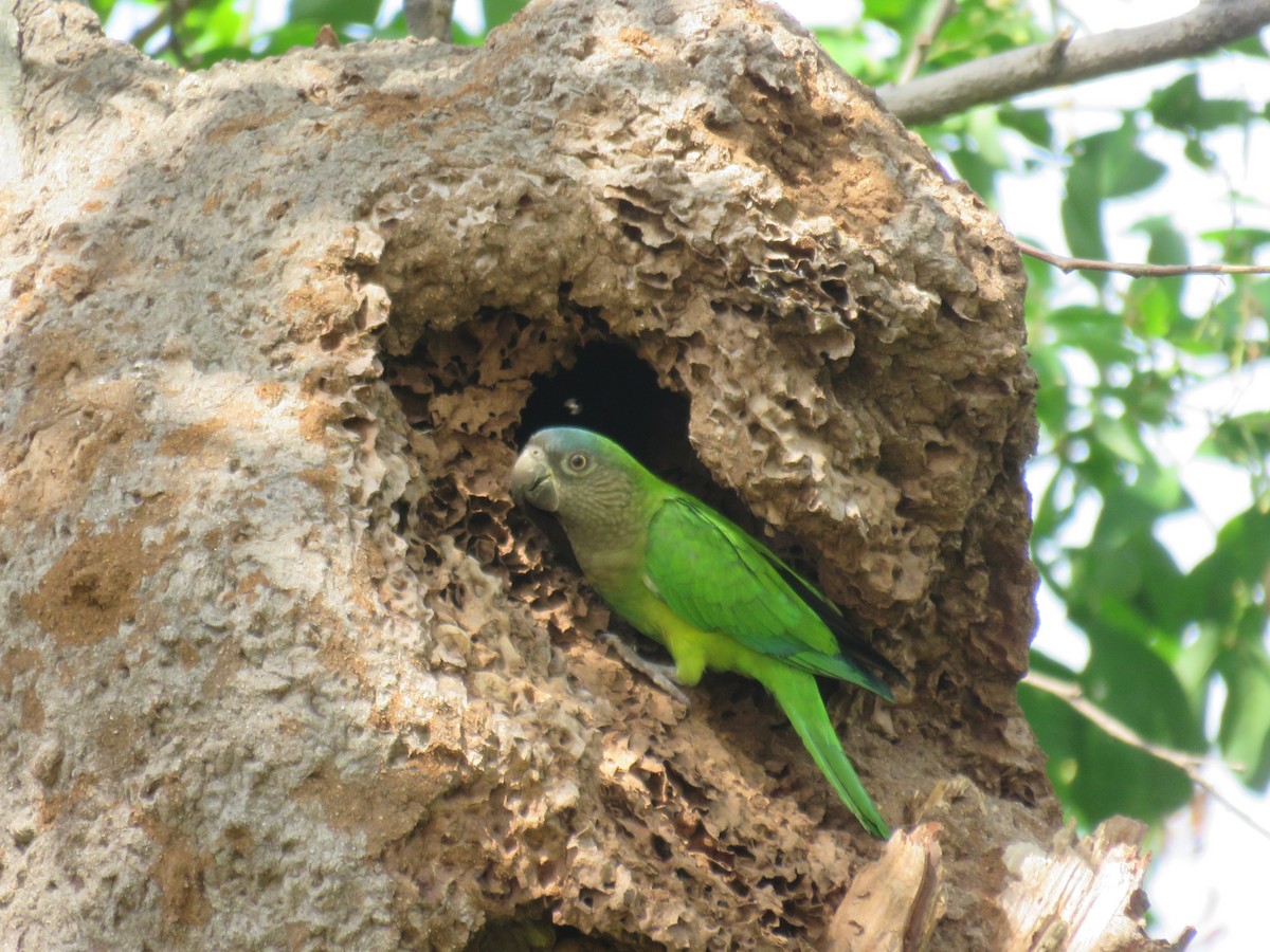 Brown-throated Parakeet - ML421453431