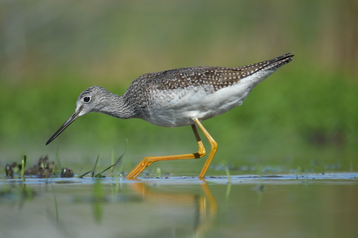 Greater Yellowlegs - Lambert Gauthier