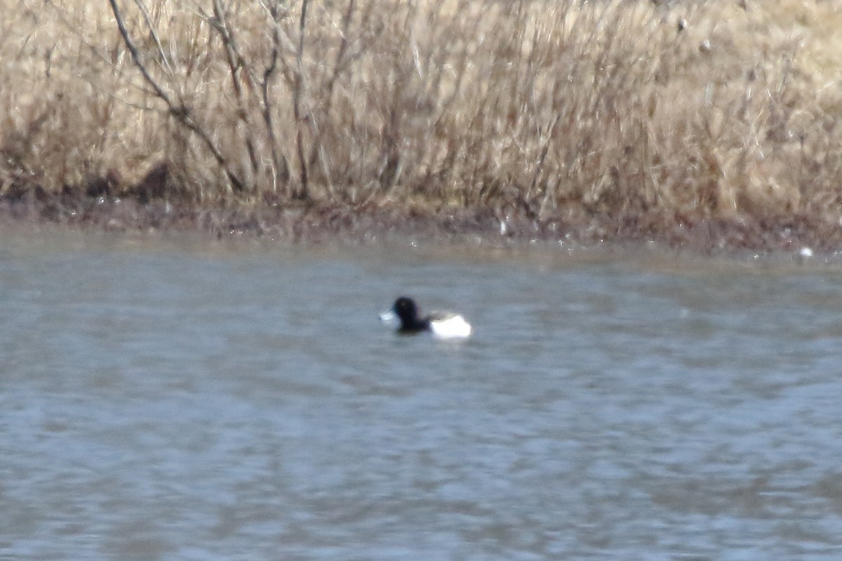 Tufted Duck - John Manger