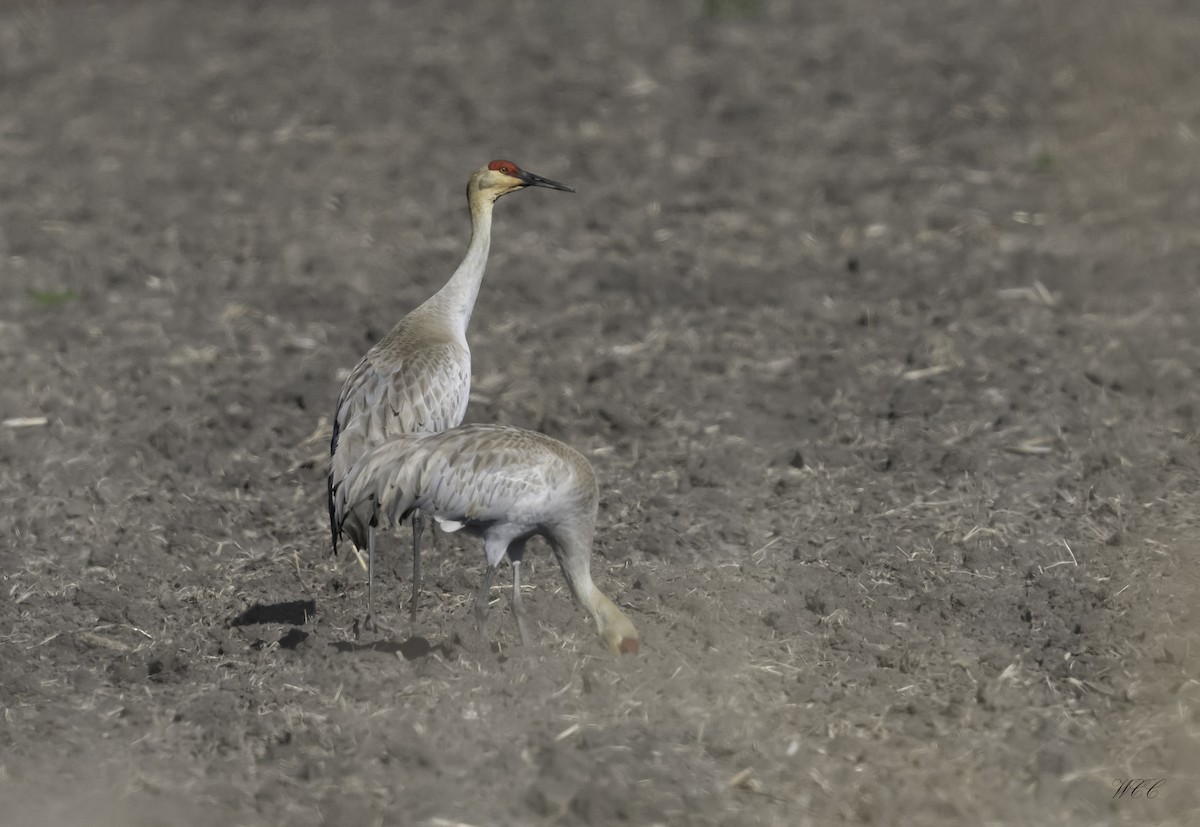 Grulla Canadiense - ML421455681