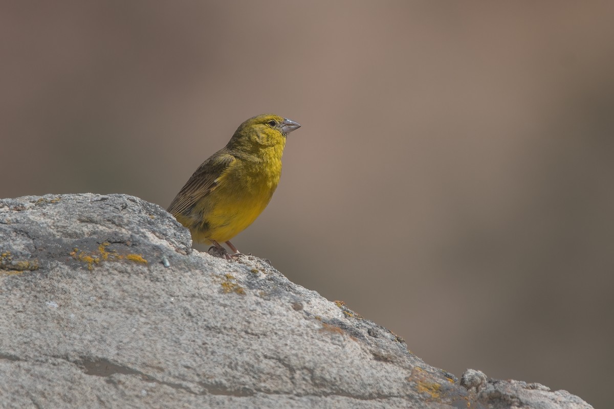 Greenish Yellow-Finch - ML421455721