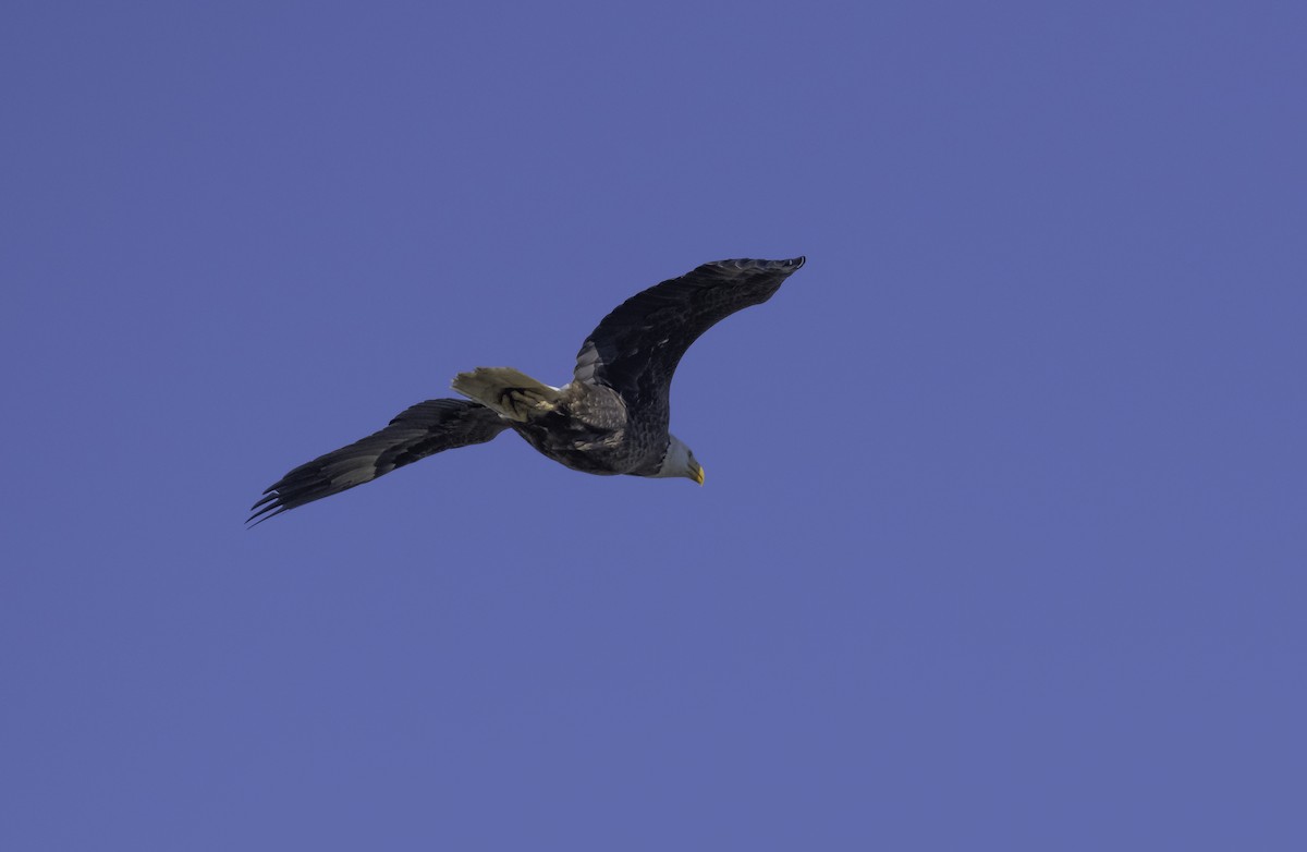 Bald Eagle - ML421455731