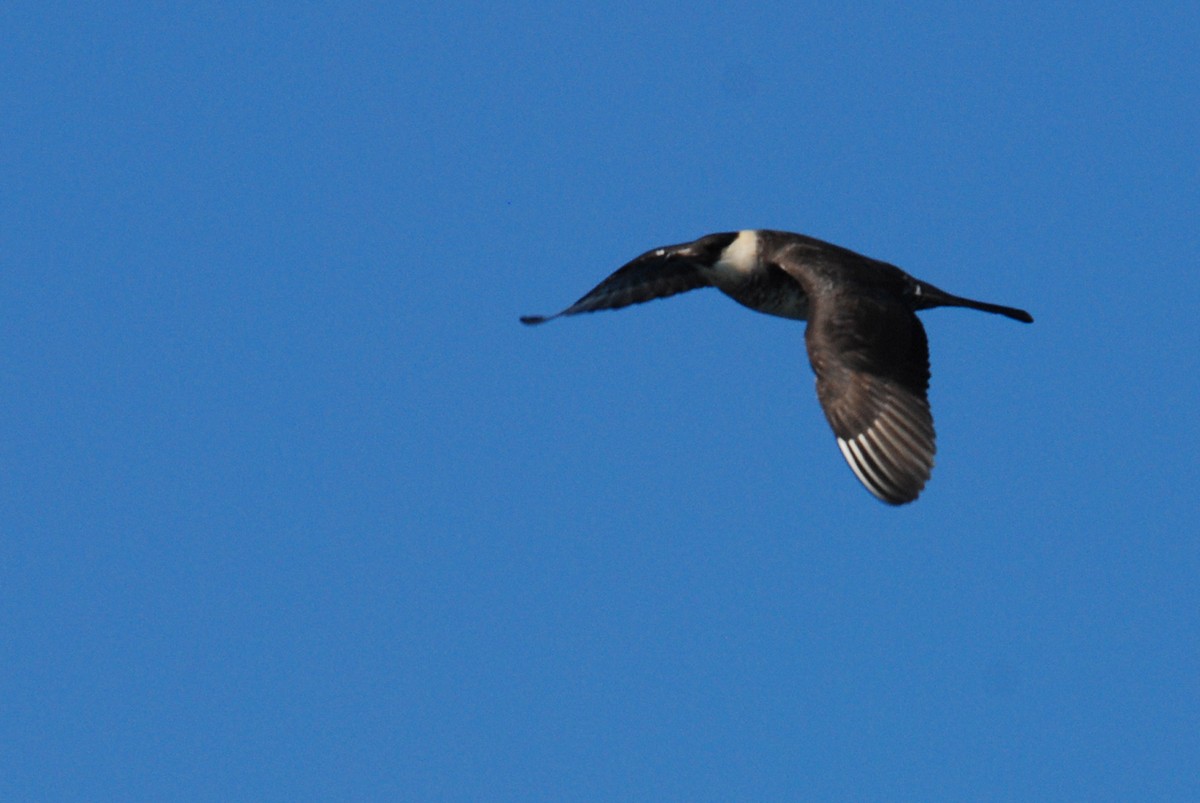 Pomarine Jaeger - Ken Chamberlain