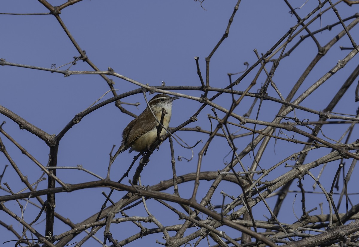 Carolina Wren - ML421455921