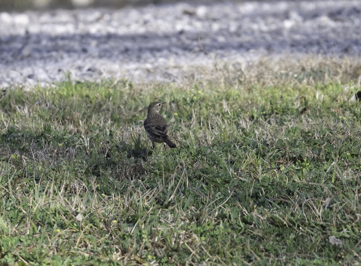 Pipit d'Amérique - ML421456031