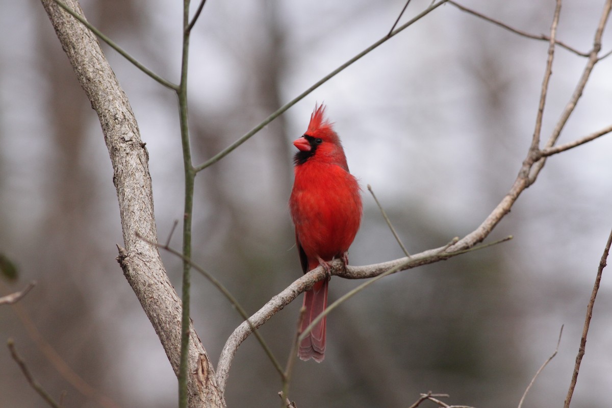 Northern Cardinal - ML421458211
