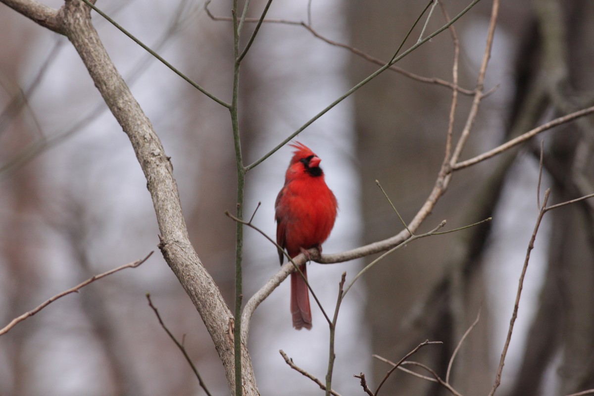 Northern Cardinal - ML421458221
