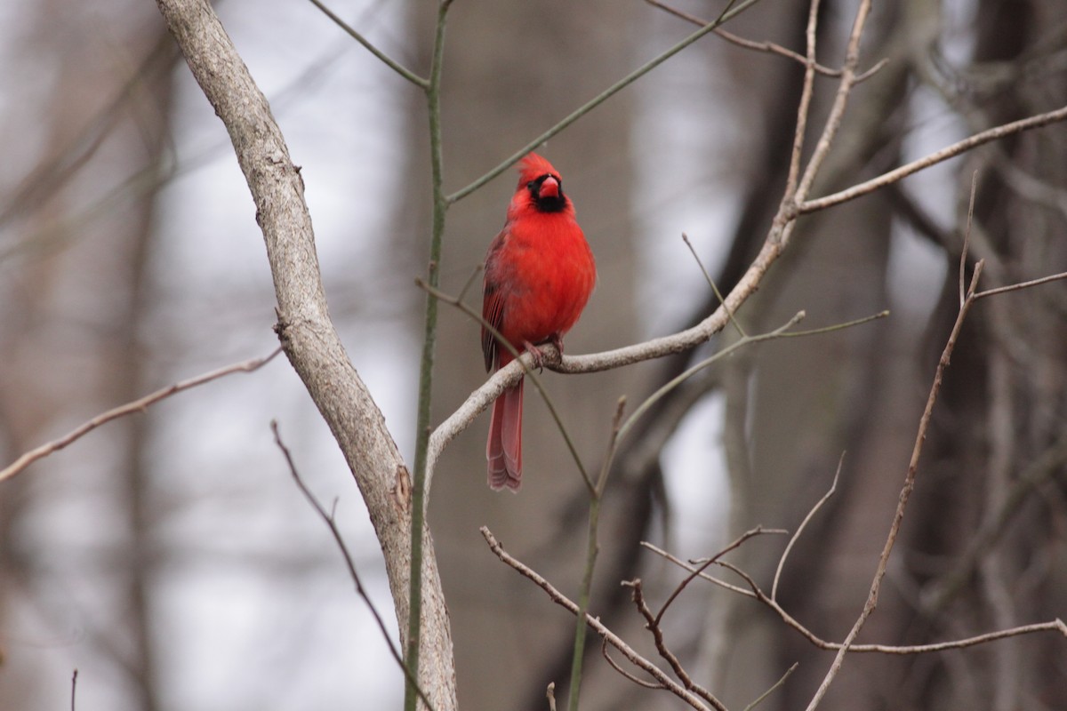 Northern Cardinal - ML421458231