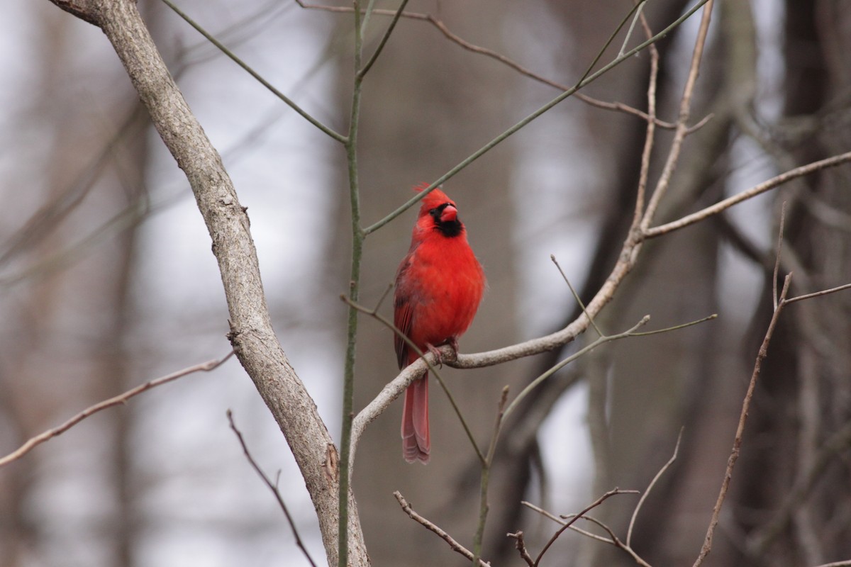 Northern Cardinal - ML421458241