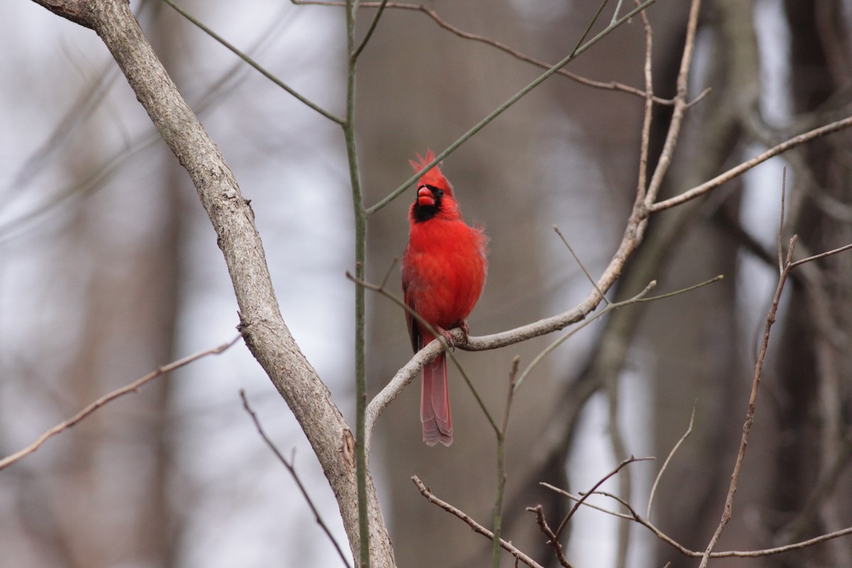 Northern Cardinal - ML421458251