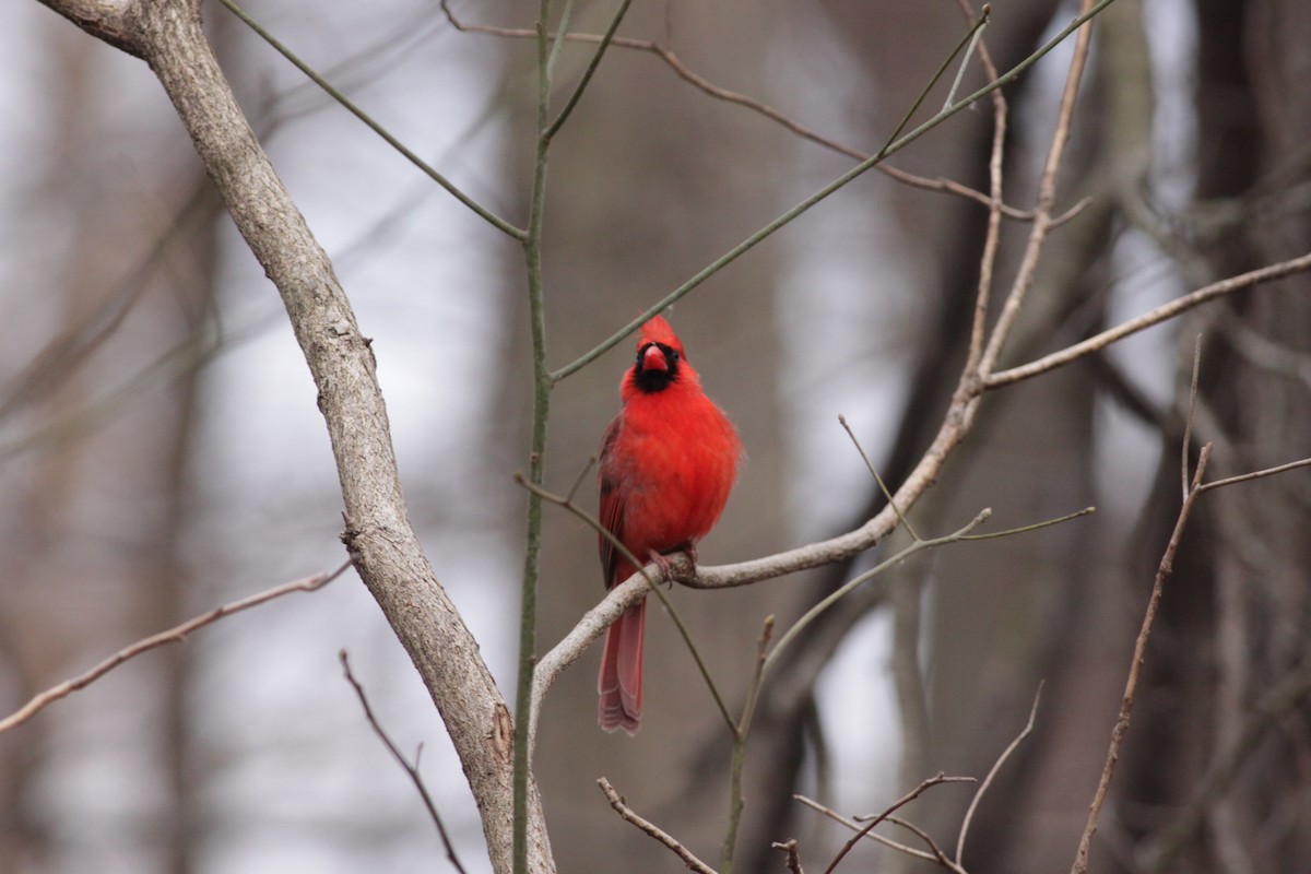 Northern Cardinal - ML421458261